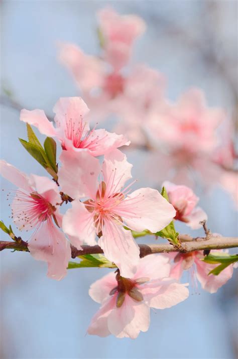 什麼是桃花|桃花：最浪漫的花卉